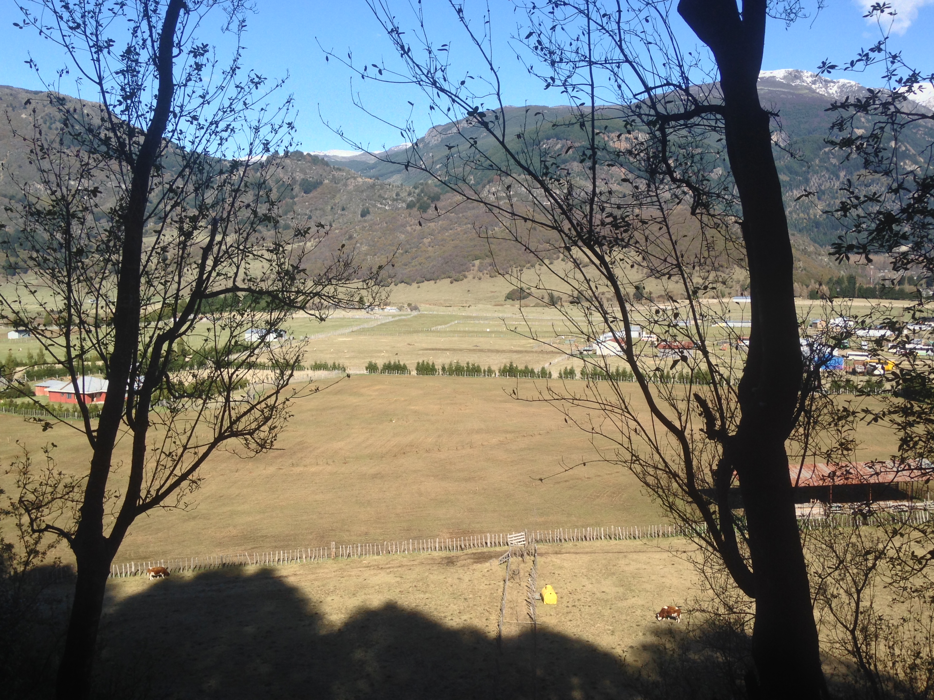 Vista del Fundo La Pampita desde un cerro cercano, con árboles en primer plano y las cortinas cortaviento visibles en el valle, Mañihuales, Aysén